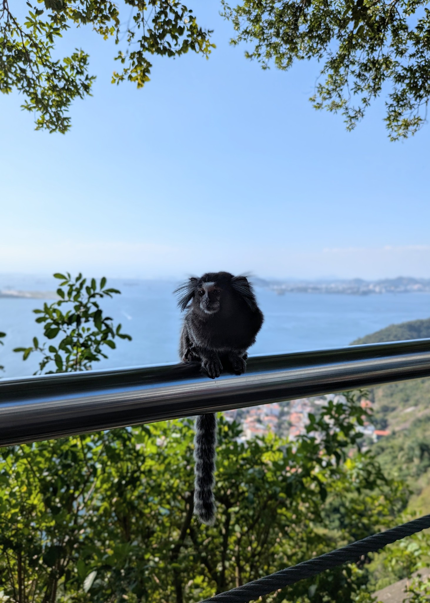 Rio Reflections – Dani Francuz Rose